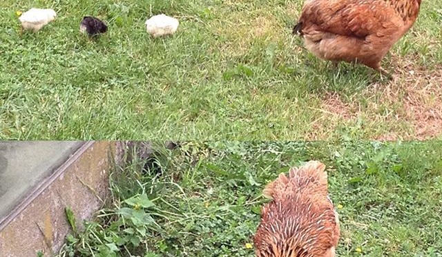 Nachbars #Hühner haben Nachwuchs #Küken #🐓 #🐔 #🐤 #🐣 #🐥