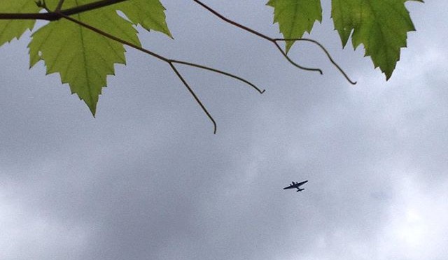 Heute ist die #JU52 über unseren Garten geflogen, @grippekoven ! #✈️ #🍇