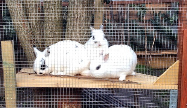 Our #bunnies for #WHPlocalstory . I build a sundeck today for them.