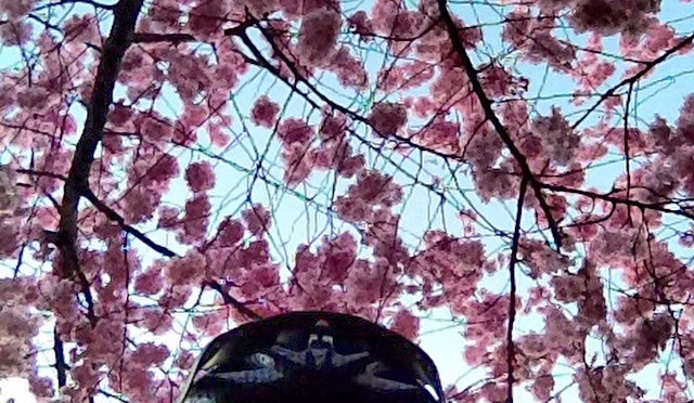 Vorsichtshalber mit #Fahrradhelm unter der #Kirschblüte #Cherryblossom