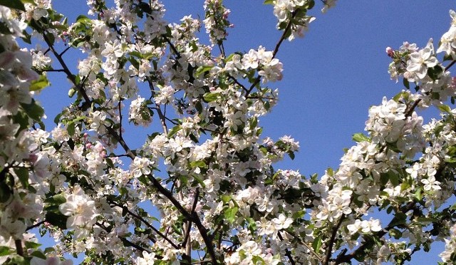 Unser #Apfelbaum im #Frühling