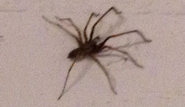 Viel schlimmer, als dass diese Spinne grade im Keller saß, ist die Tatsache, dass sie jetzt nicht mehr da ist.