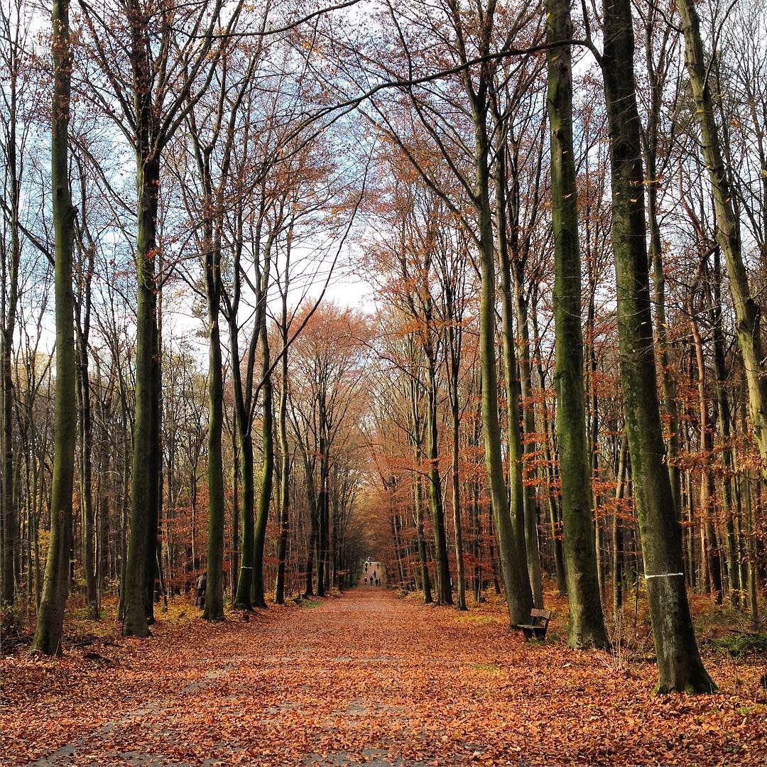 #hurraderdüsseldorferherbstistda #Martinslauf