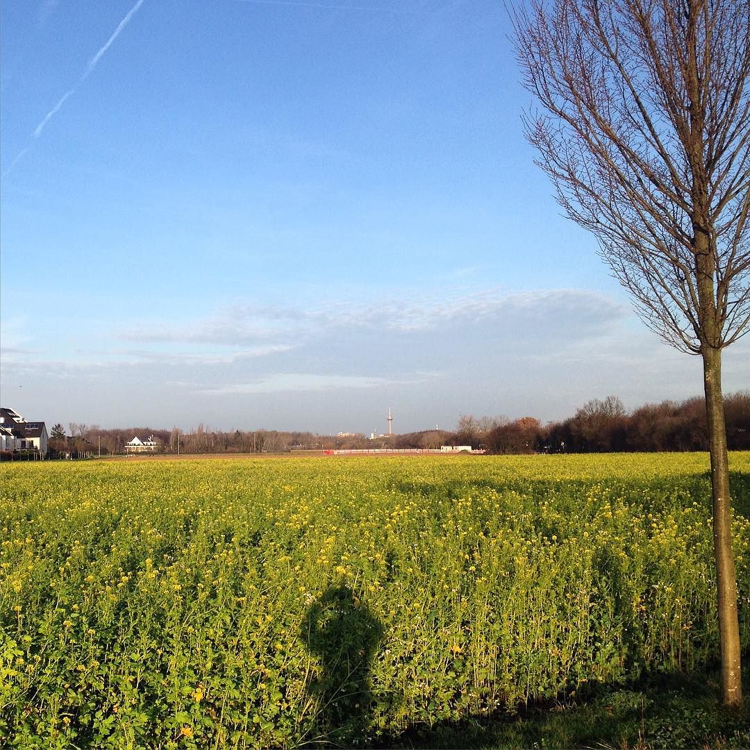 #Rapsfeld in #Düsseldorf #Itter für #Türmchenfanclub