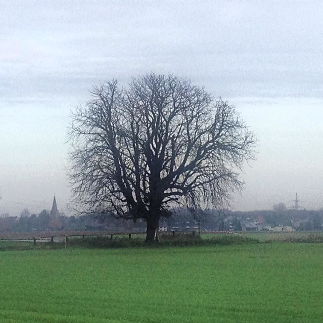 Adieu, #Kastanie! #Düsseldorf #Himmelgeist #Jücht